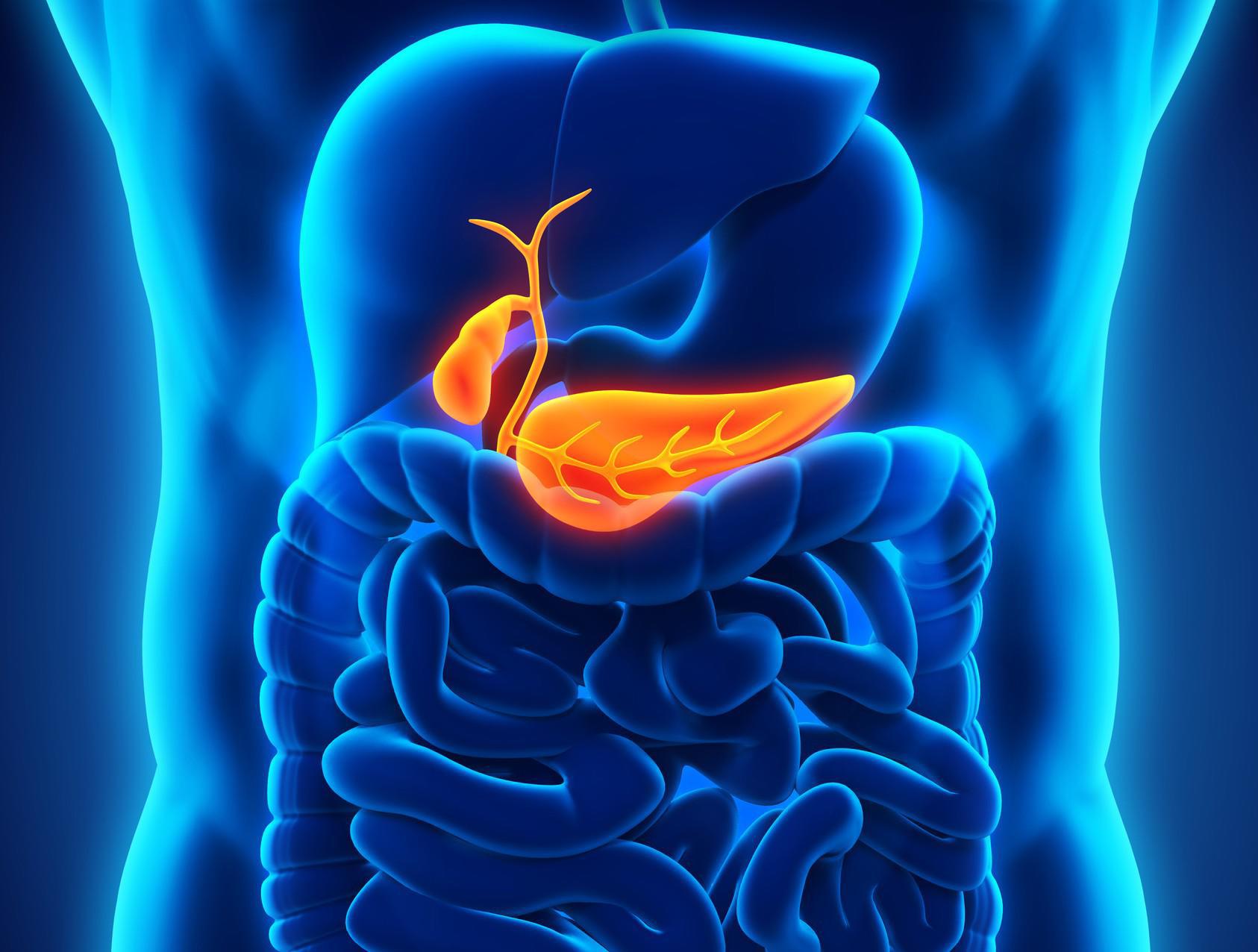 Простата у человека. 7.Поджелудочная железа:. Поджелудочная железа pancreas. Поджелудочнаяьжедлеза.