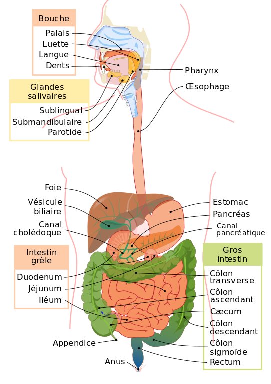 Schéma du système digestif humain