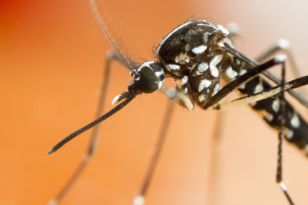 Piqûre de moustique tigre : quelles maladies peut-il vous ...
