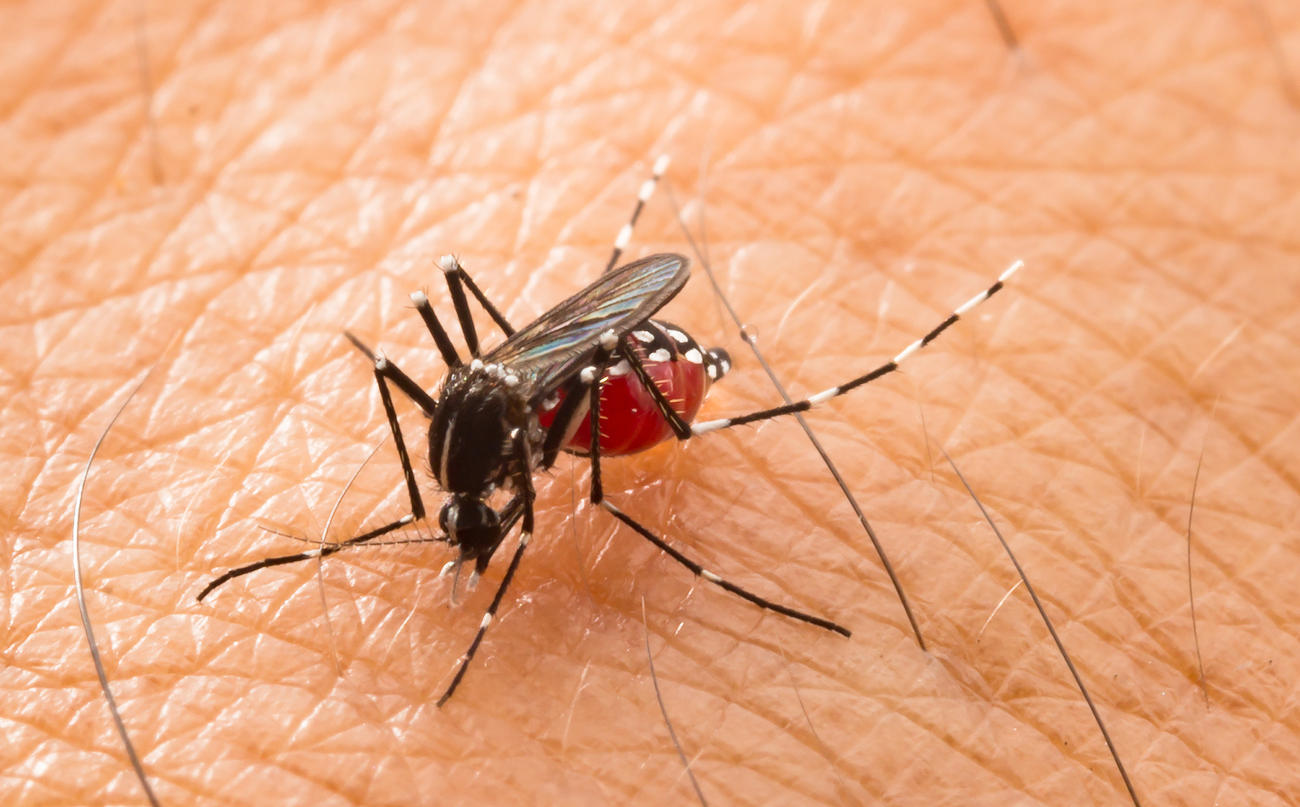 Piqûre de moustique-tigre : les signes à reconnaître en cas d'allergie !