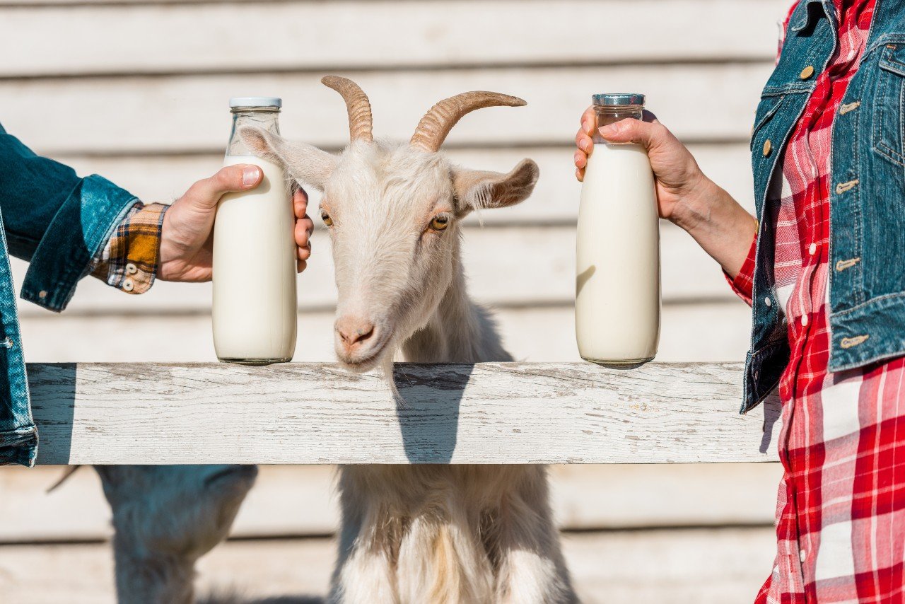 Lait de chèvre : est-il vraiment meilleur pour la santé que le lait de  vache ?