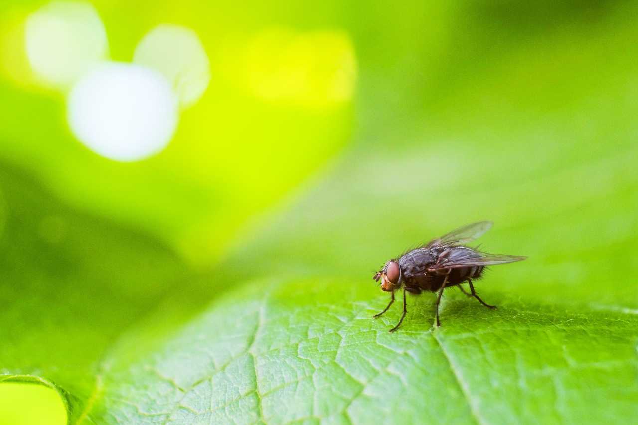Que faire Contre les Mouches à la Maison - 20 Astuces Anti-mouche Naturel -  Tout pratique