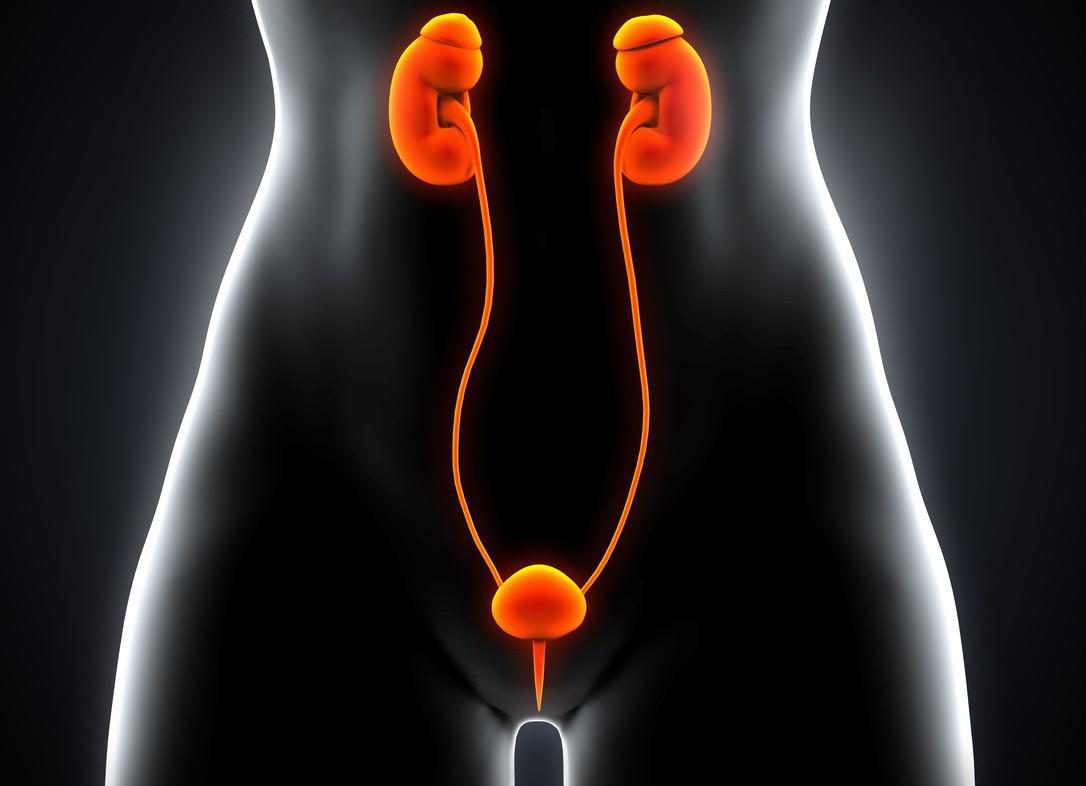 Urètre - Troubles rénaux et des voies urinaires - Manuels MSD pour le grand  public