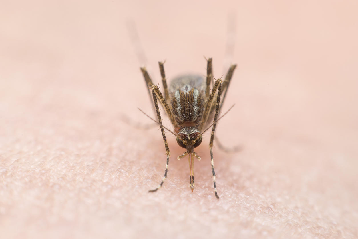 Allergie aux moustiques : 3 symptômes