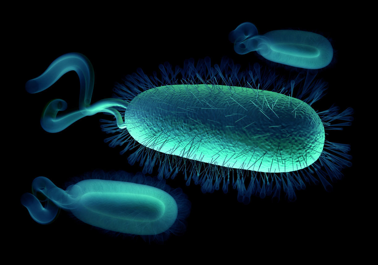 Les bactéries dans les éponges de cuisine sont-elles réellement nocives?