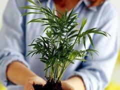 Les plantes d&eacute;polluantes : le palmier d&rsquo;arec