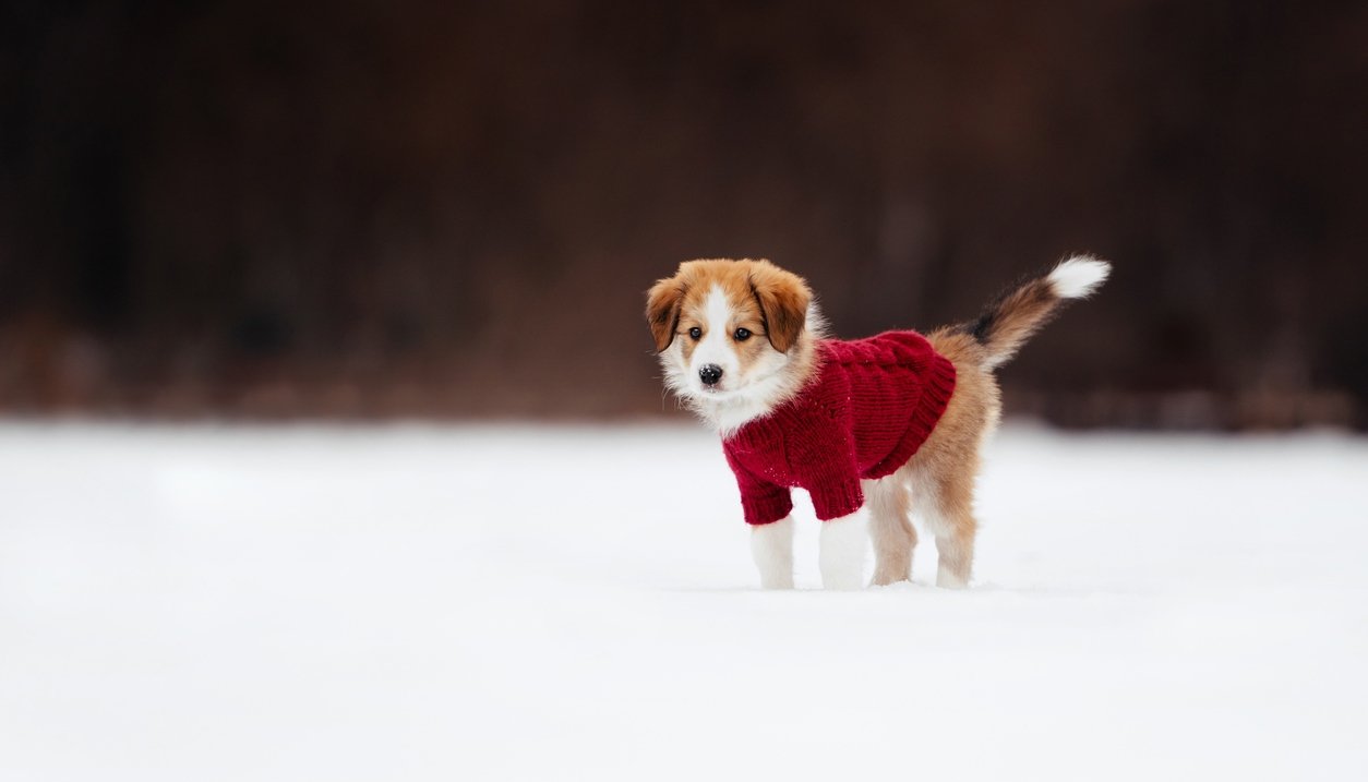manteau chien froid