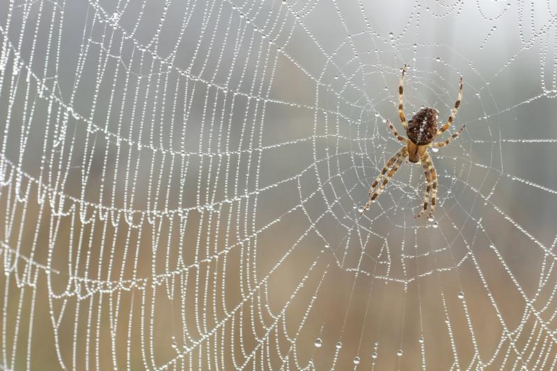 Piqûres d'araignée : 7 remèdes pour être vite soulagé