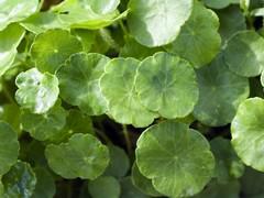 Hydrocotyle indien
