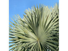 Palmier de Floride