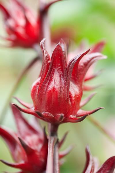 hibiscus (karkade)