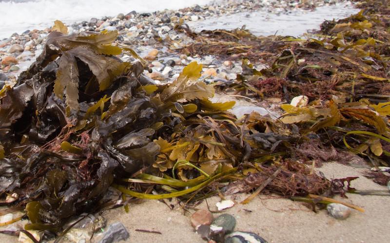 Az algák felhasználása az állati takarmányokban - kérődzők - nutrNews, a takarmányozási magazin
