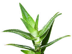 Aloe vera - Aloès
