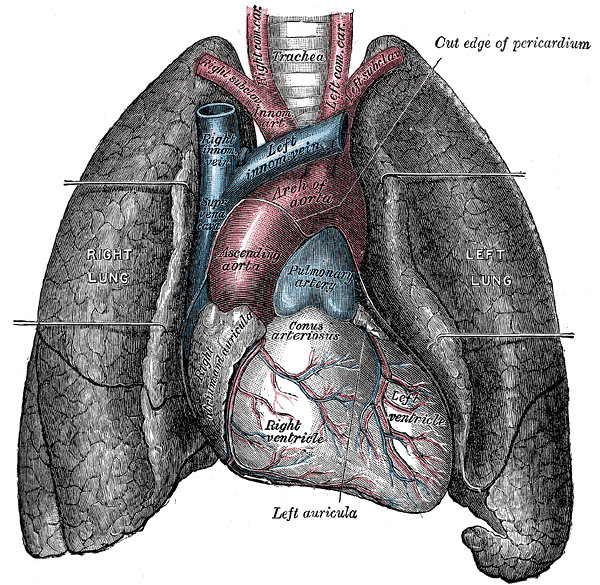 Quels sont les symptômes d&apos;une insuffisance respiratoire ?