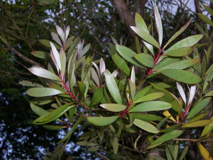 Photo : feuilles de Melaleuca quinquenervia ou niaouli
