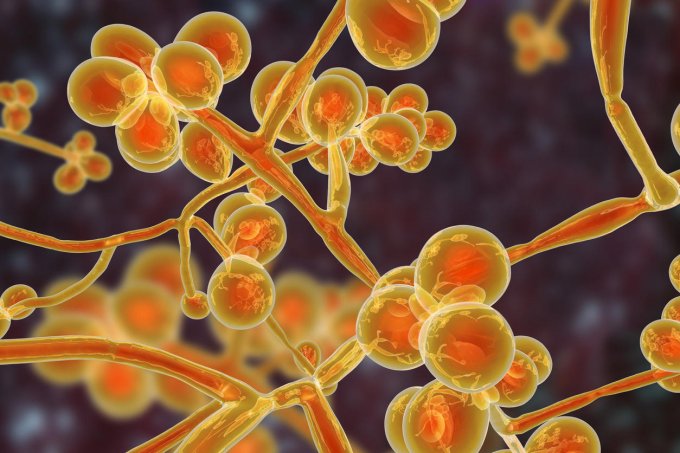 Candidose, cryptococcose : des mycoses à l’origine de méningites graves