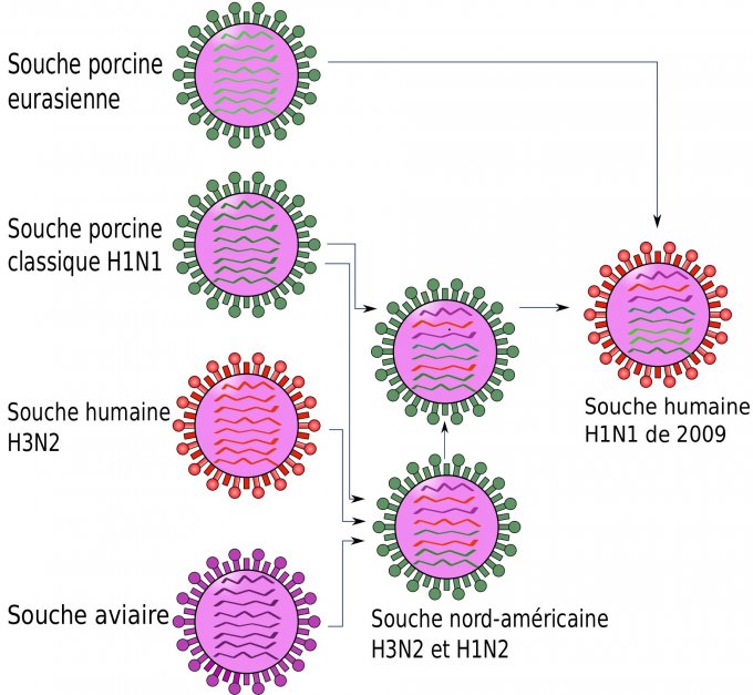 Origines de la grippe A (H1N1)