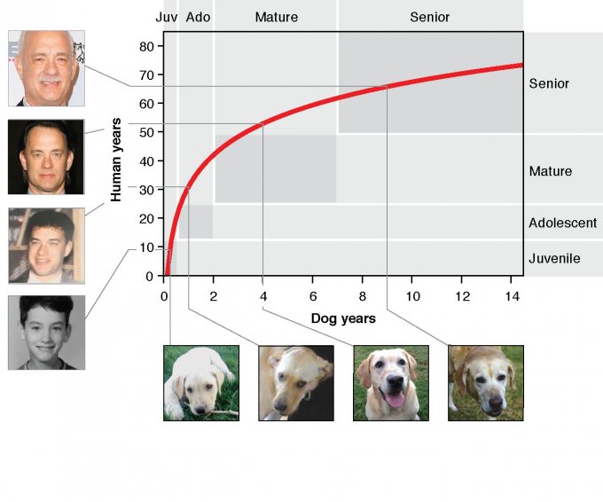 Graphique : quel âge à votre chien en années humaines ?