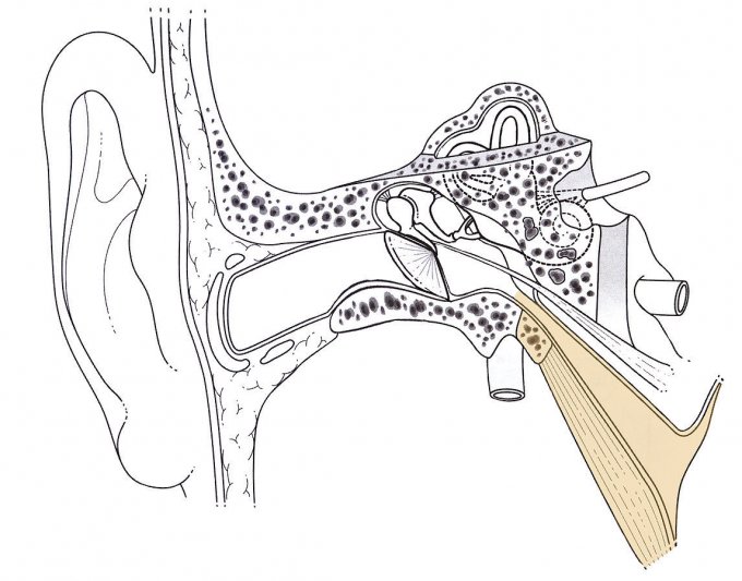 Schéma : position de la trompe d’Eustache dans l’oreille interne