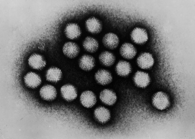 Photo : Adénovirus
