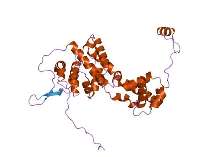 Structure cristalline de la nucléoprotéine du virus de la maladie de Borna :