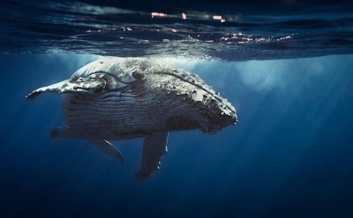 La baleine : 1800 litres de sperme !