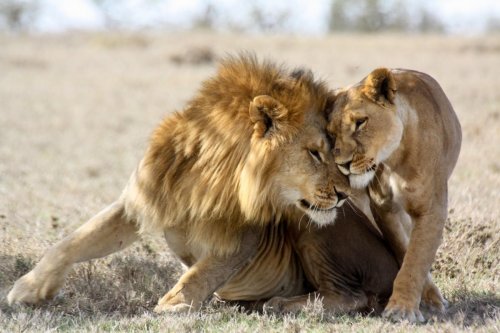 Le lion est-il vraiment le roi ?