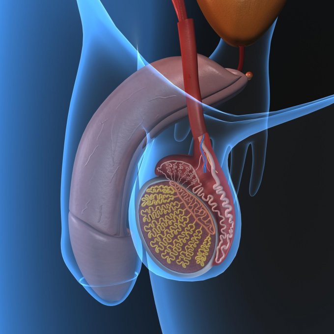 doza de vitamina e prostatita calcified prostate treatment