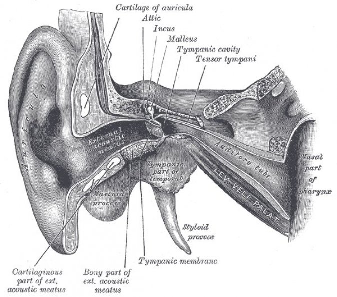 Photo : oreilles externe et moyen avec la trompe d&apos;Eustache