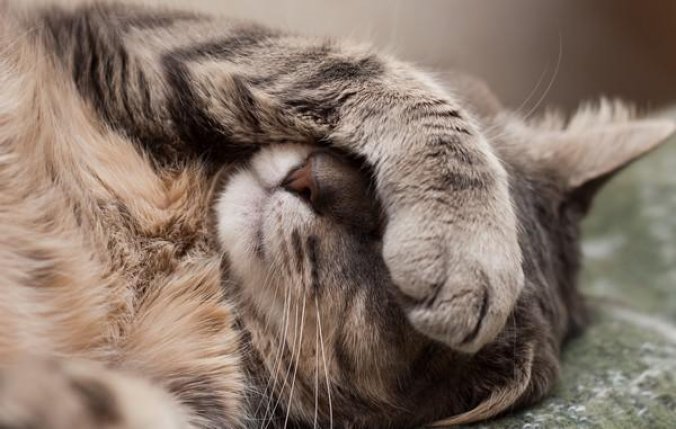 L’allergie aux poils de chat : que faire pour éviter une rhinite allergique ?