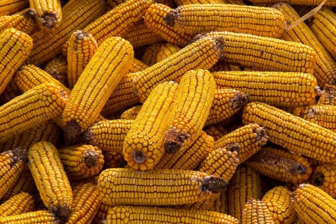 OGM : plus de culture mais la vente continue