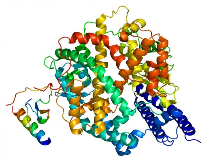 Image : enzyme de conversion de l&apos;angiotensine 2 humaine