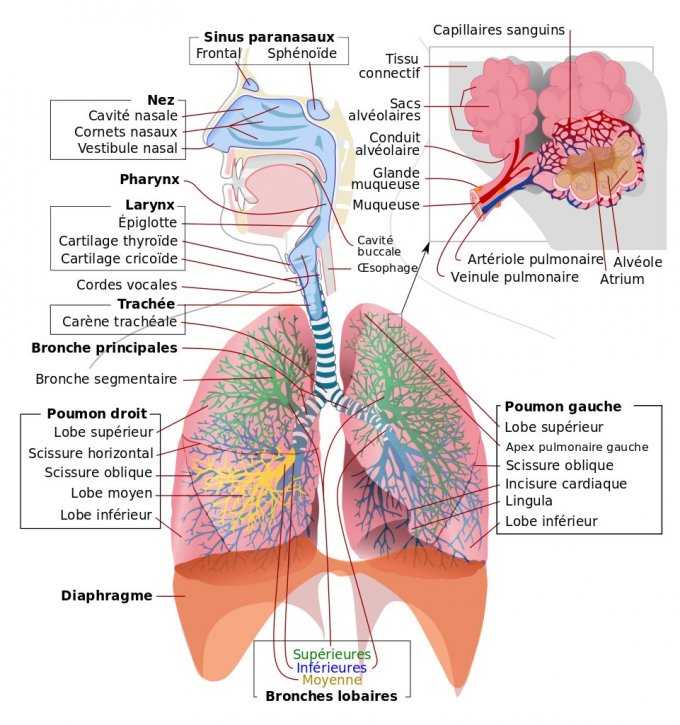Schéma de l&apos;appareil respiratoire humain 