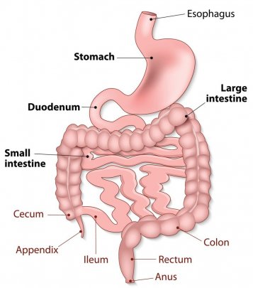 Schéma du tractus gastro-intestinal humain