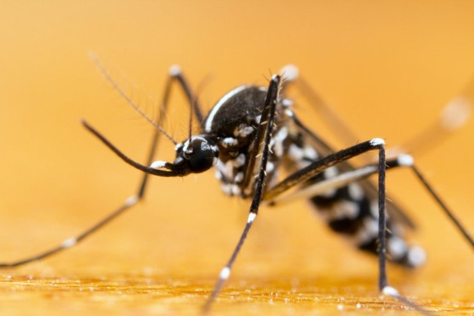 Moustique tigre : il peut vous transmettre la dengue, le chikungunya et le virus Zika