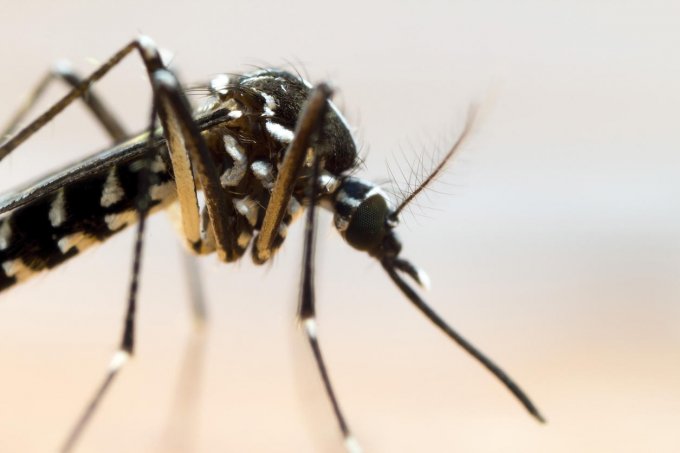 Aedes Albopictus : les signes d&apos;alerte en cas de piqûre ?