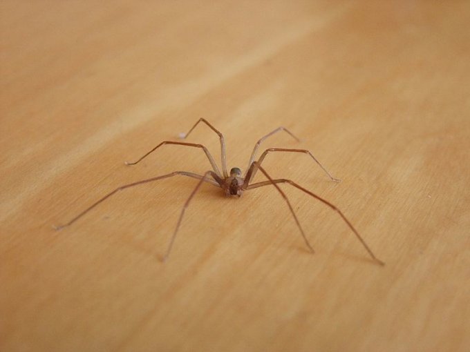 Photo : une espèce d&apos;araignée recluse