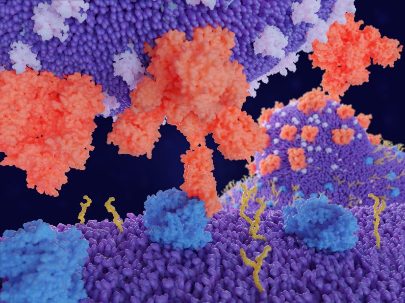 Photo : le coronavirus pénètre dans les cellules humaines par la fixation de la protéine de pointe au récepteur ACE2