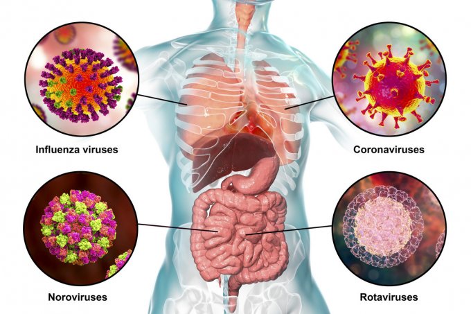 Photo : virus pathogènes provoquant des infections entériques et respiratoires