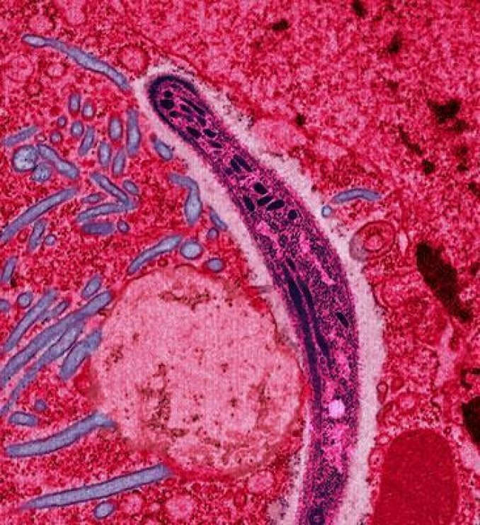 Photo : photomicrographie d&apos;un Plasmodium, responsable du paludisme