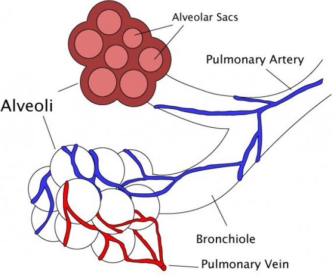 Shéma : la bronchiolite est une inflammation des bronchioles (aamification terminale des bronches)