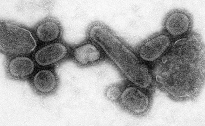 Illustration : photographie électronique du Virus de 1918 rétrospectivement reconstitué par génie génétique à partir d&apos;échantillons de restes humains de 1918