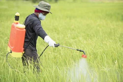Herbicides chimiques : les pr&eacute;cautions d&rsquo;usage