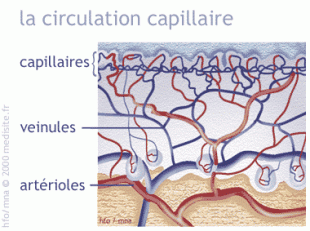 La circulation capillaire