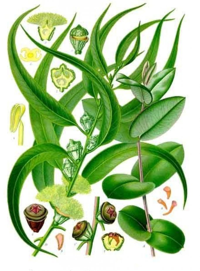 Photo : planche botanique des feuilles, fleurs et fruits de l&apos;Eucalyptus globulus
