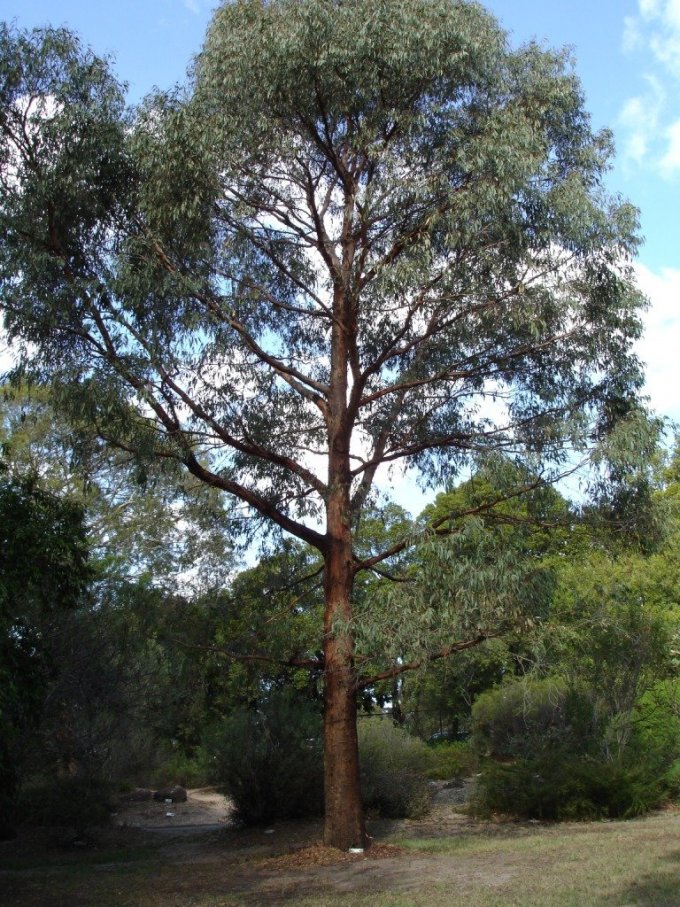 Photo : eucalyptus radié