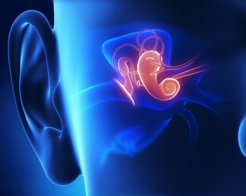 anatomie de l'oreille moyenne