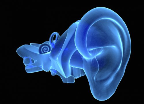 illustration 3d de l'anatomie de l'oreille avec tympan, marteau, incus et étriers