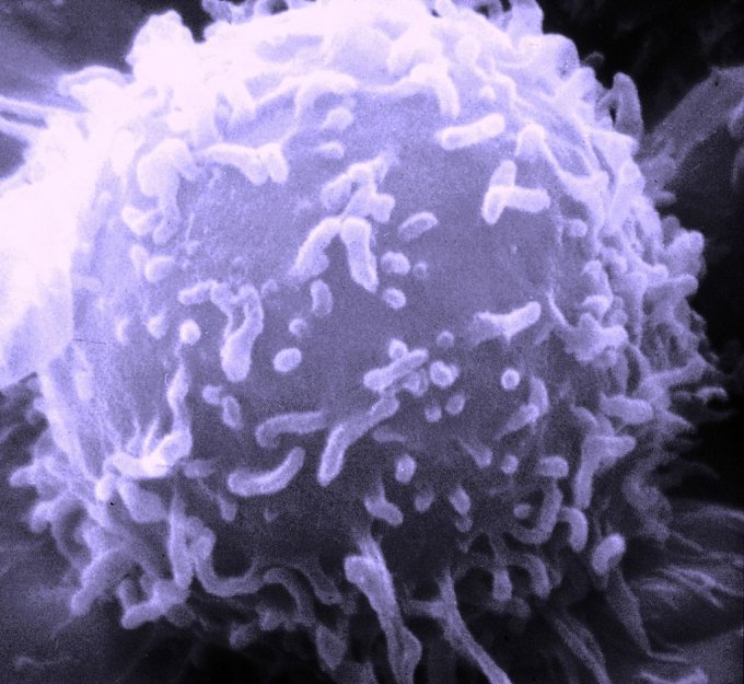 Photo d&apos;un lymphocyte dont le rôle est la défense immunitaire de l&apos;organisme