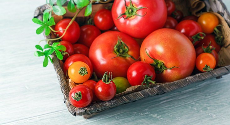 Lycopène de la tomate : d’autres vertus santé